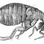 bwFlea flea