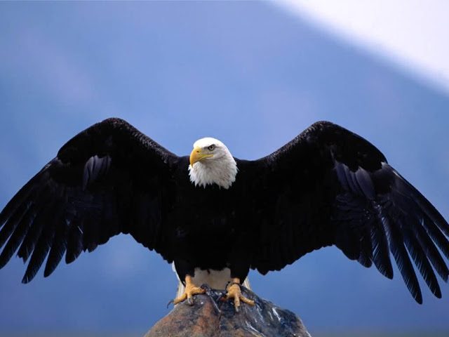 Bald_Eagle-Wingspan-1024x768